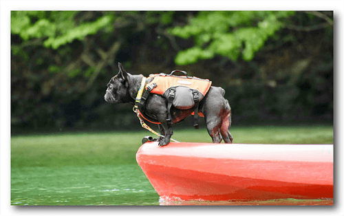 長方形ペット名刺の裏面画像